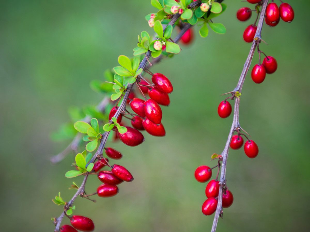 ягоды барбариса