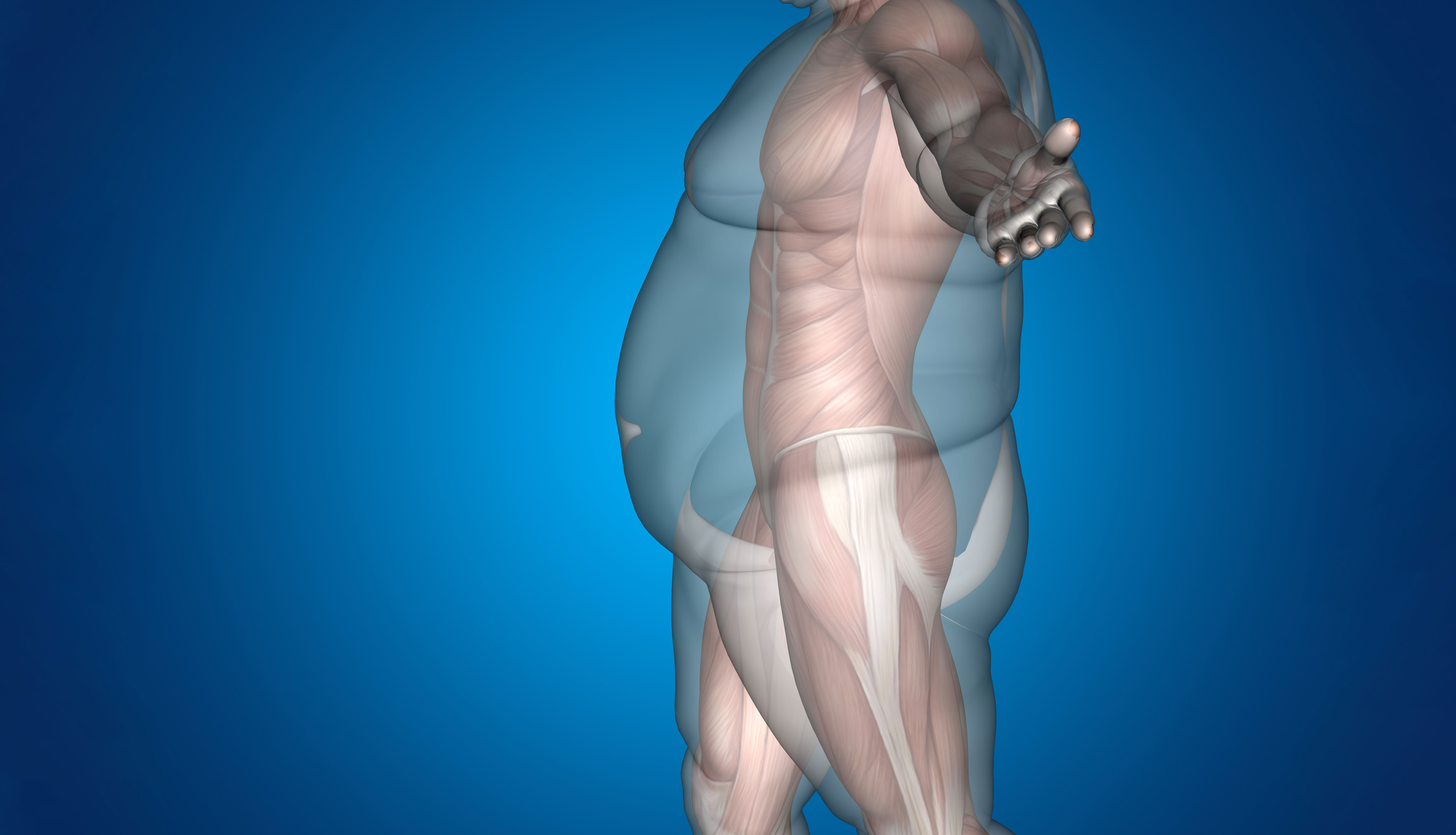 Живот толстого человека. Анатомия человека с лишним весом.