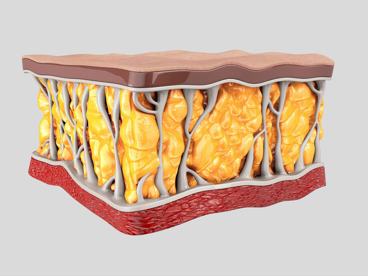 жировая ткань в разрезе