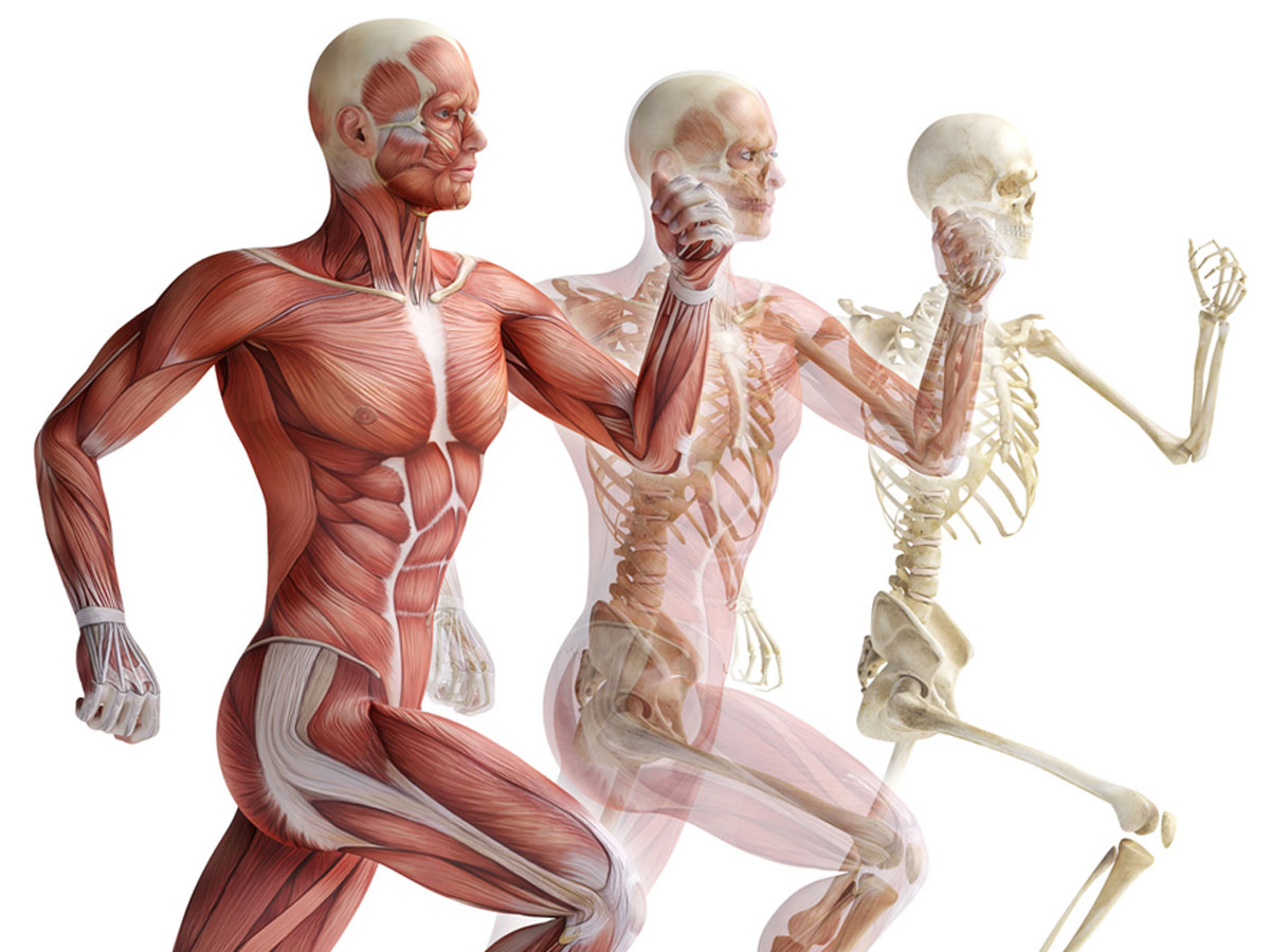 Мощное исцеление костей и мышц. Анатомия: опорно-двигательная система (мышцы). Опорно-двигательная система кости и мышцы. Анатомия и физиология костно мышечной системы человека. Скелет с мышцами.