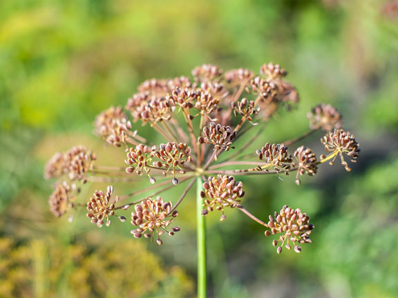 созревшие семена фенхеля