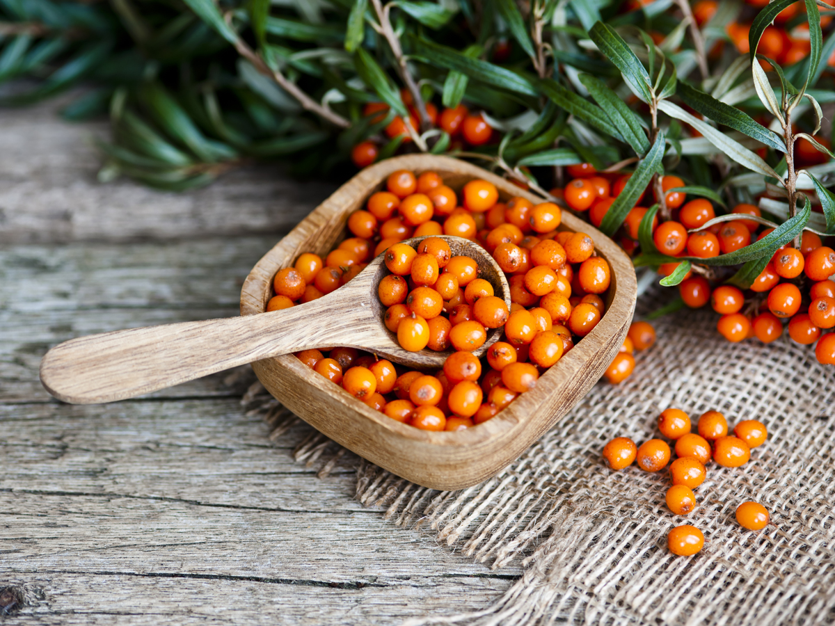 Sea buckthorn перевод. Sea Buckthorn облепиха что это. Облепиха Злата. Облепиха Ананасная. Облепиха Этна.