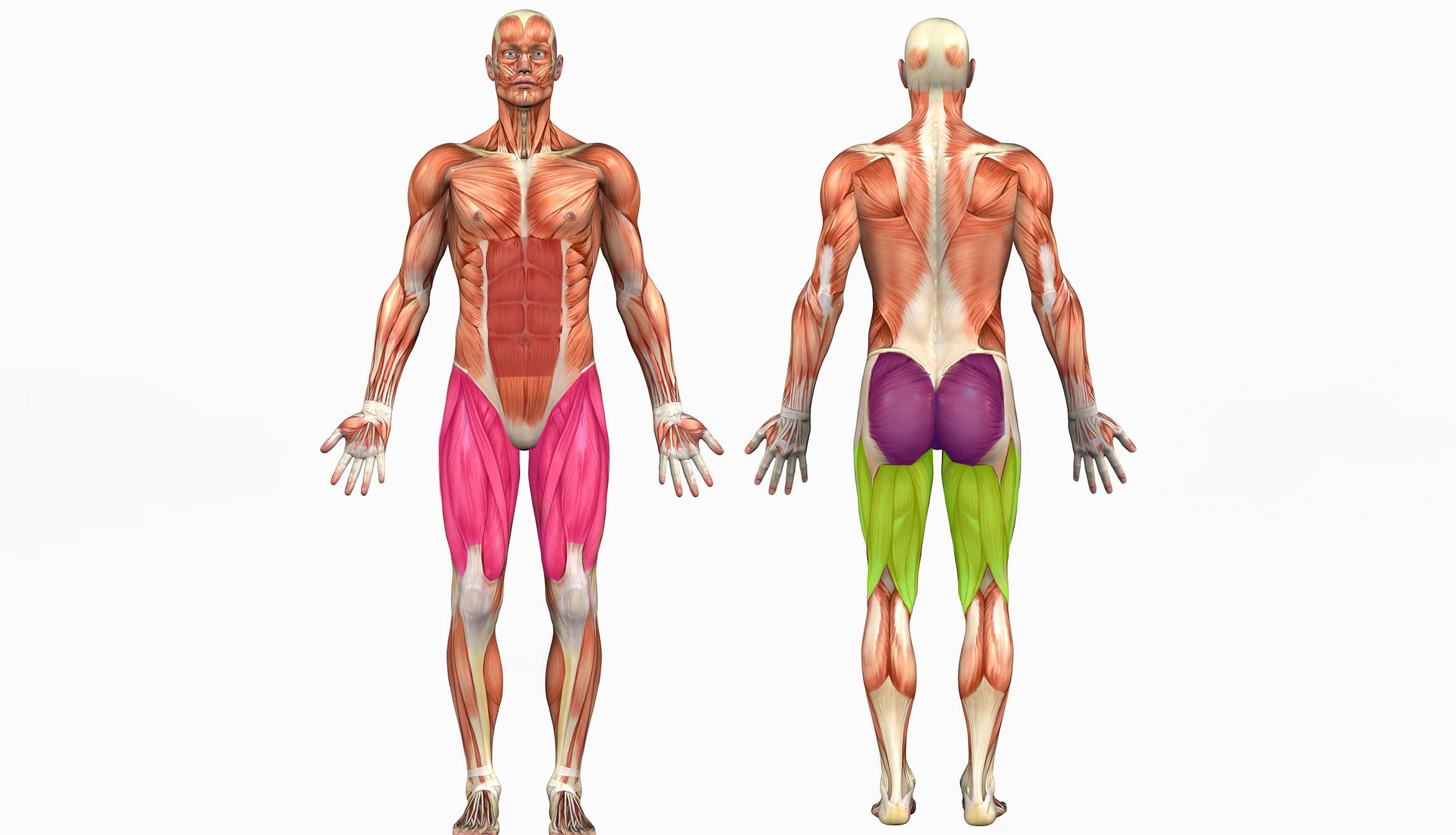 Мышцы здорового человека