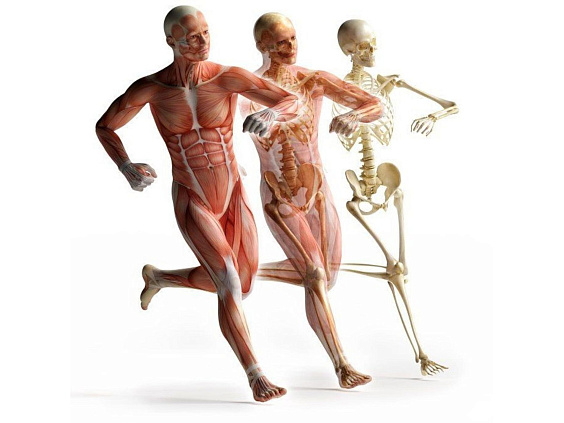 Мамса-дхату — мышечная ткань тела