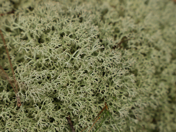 Исландский мох от кашля детям и взрослым