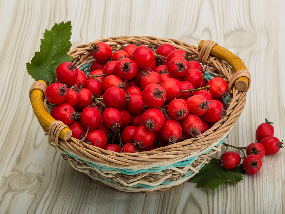 Ягоды боярышника — подмога для организма