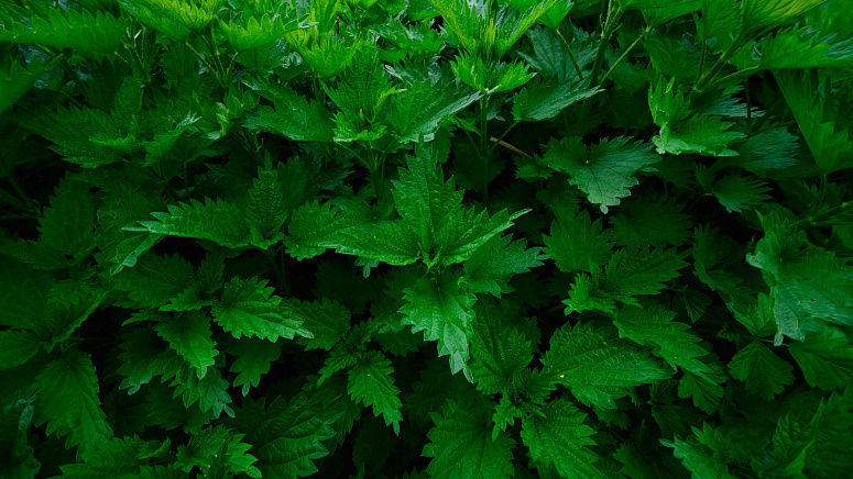 молодая крапива фото