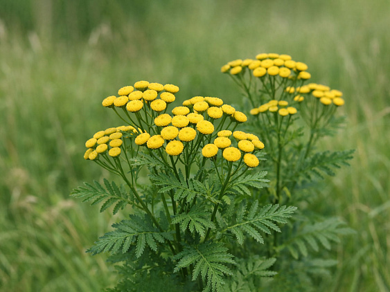 Пижма — горькая вяжущая трава