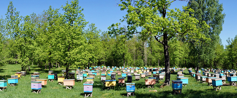 пасека фото