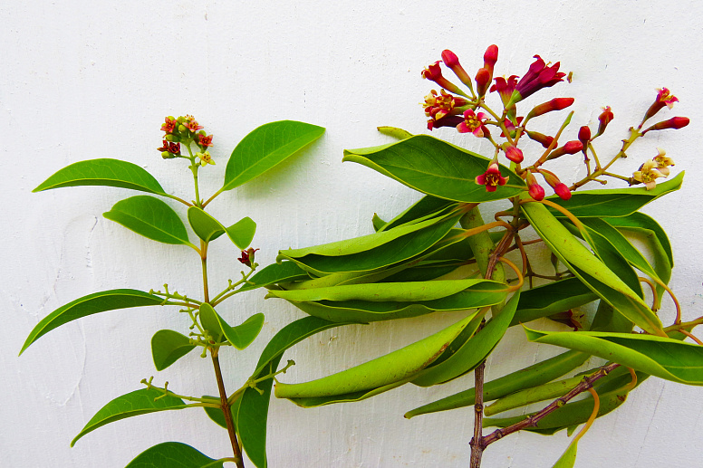 Santalum album фото