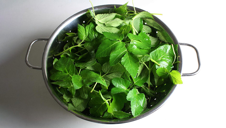 сныть в чашке фото