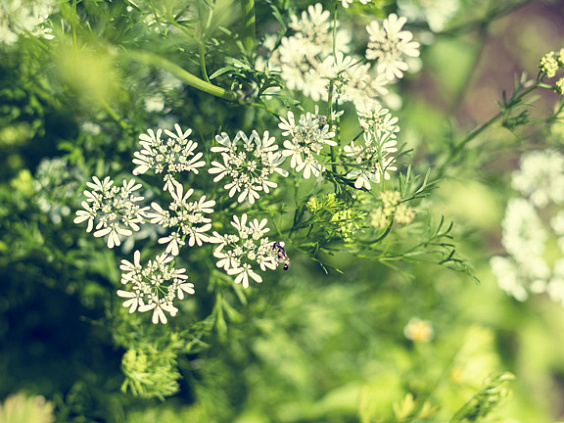 Анис обыкновенный — приправа, используемая в аюрведе