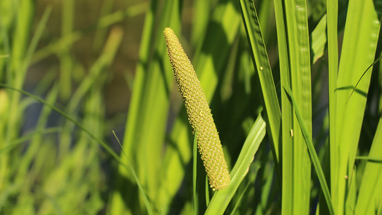 аир болотный фото