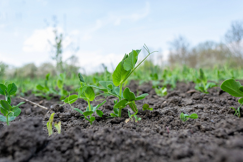 росток гороха фото