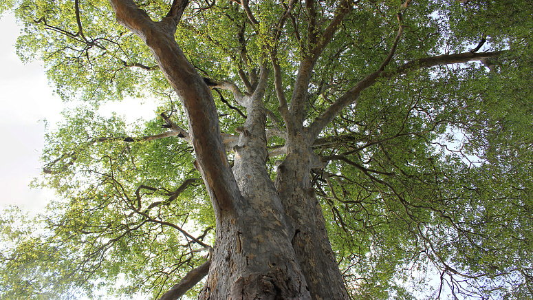 дерево арджуна фото