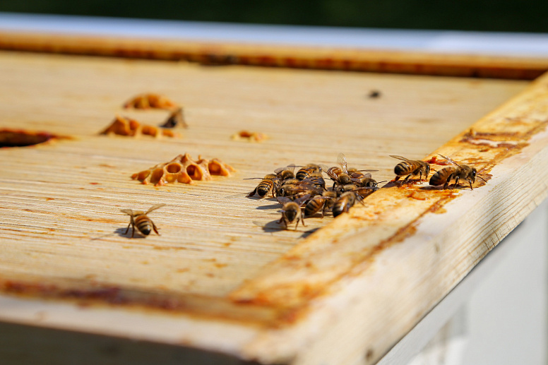пчелы на рамке фото