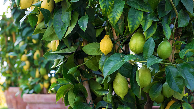 лимонное дерево, лимонные плоды