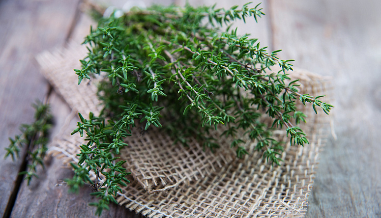 стебли чабреца, стебли тимьяна