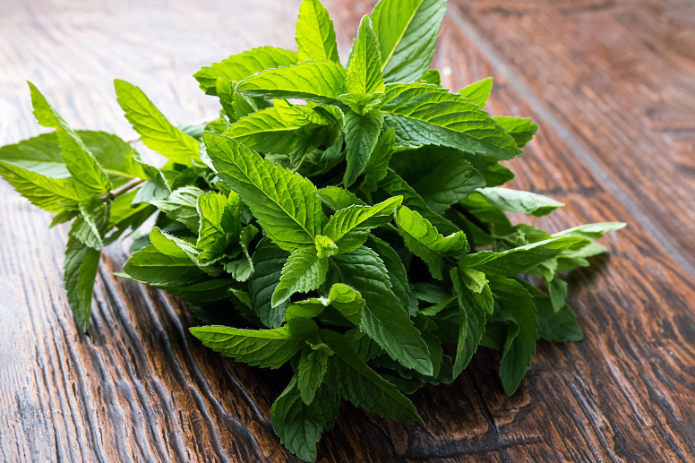 мята перечная фото