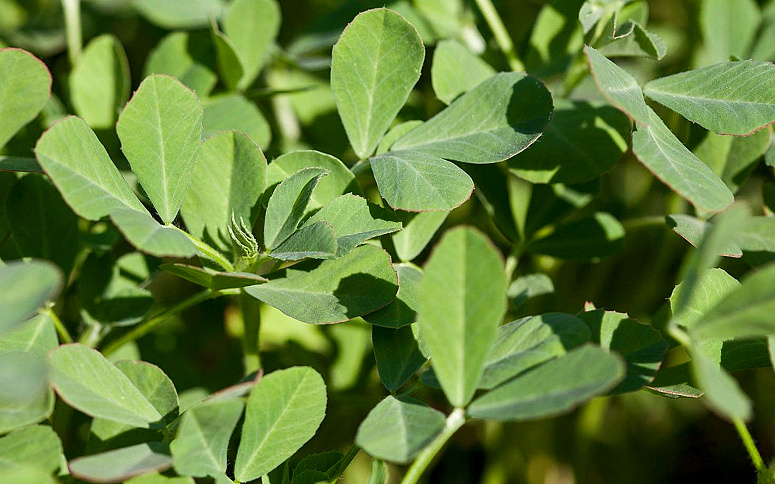 листья пажитника сенного фото