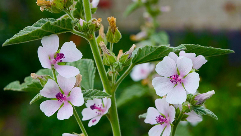 цветы алтея