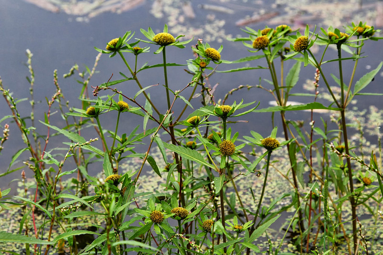 Bídens tripartíta фото