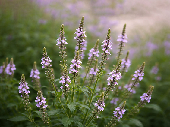 Вербена — трава, богатая антиоксидантами