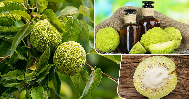 настойка из маклюры фото