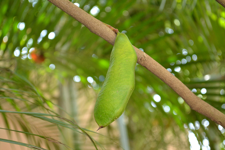 стручок дерева ашоки фото