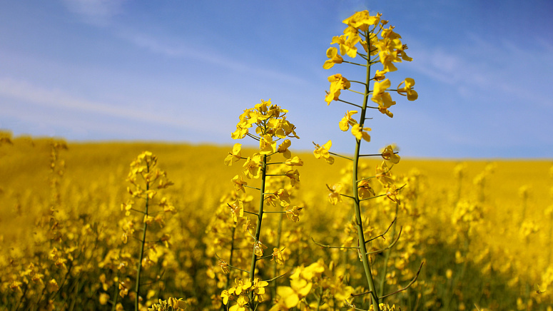 горчичное поле фото