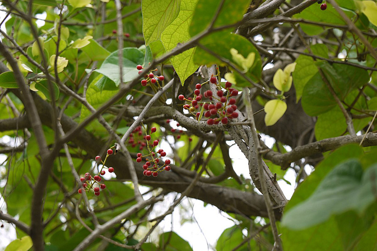 растение гудучи фото