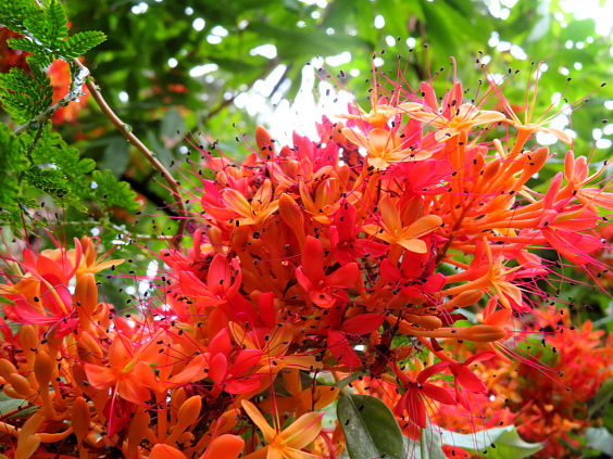 Лекарственное растение ашока для женского здоровья