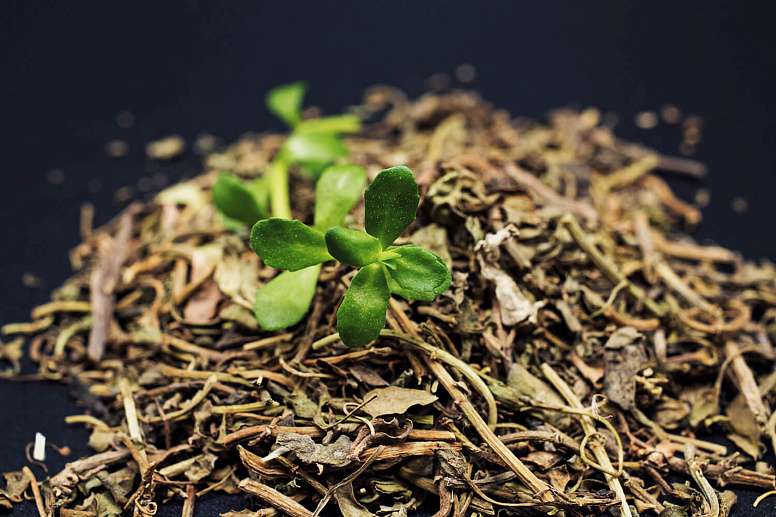 сушеный и свежий брахми фото