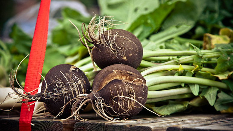 черная редька фото