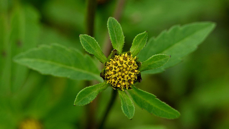 цветок череды фото