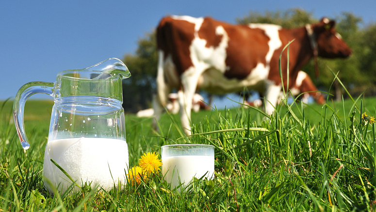 молоко и корова фото