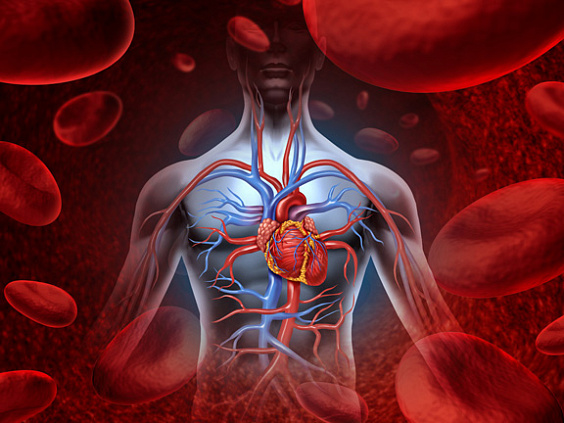 Ракта-дхату — форменные элементы крови