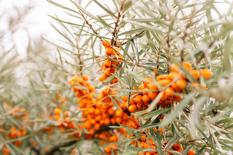 ягоды облепихи на дереве фото