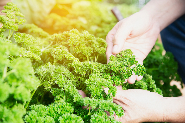 сбор петрушки фото
