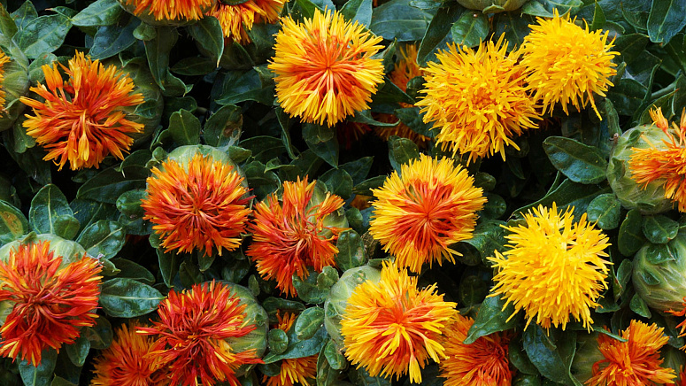 цветы сафлора фото