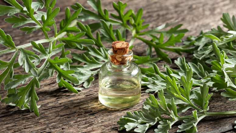 полынь, эфирное масло полыни