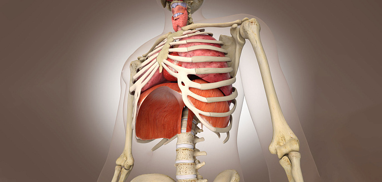 скелет человека и диафрагма