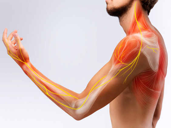 Маджа-дхату — нервная система человека и костный мозг