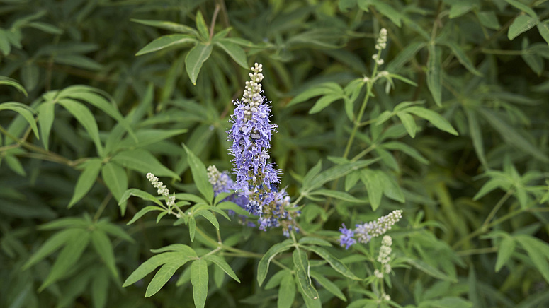 растение витекс фото