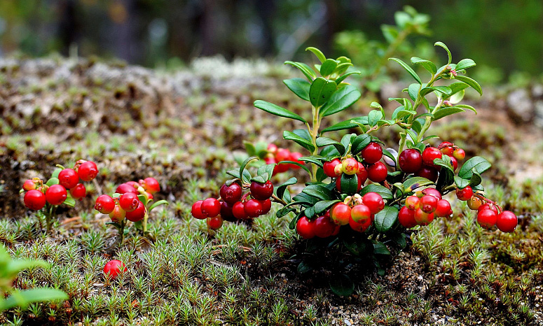 куст брусники фото