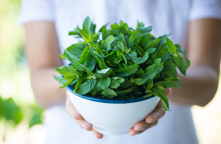 девушка держит чашку с мятой