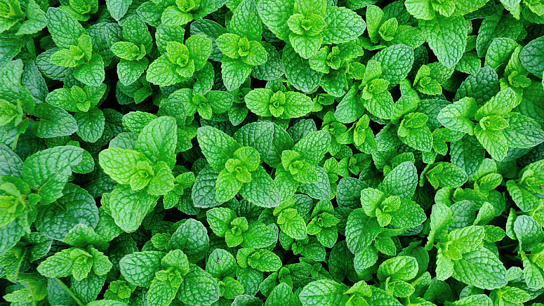 много зеленой мяты