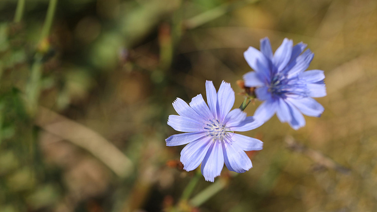 цветы цикория