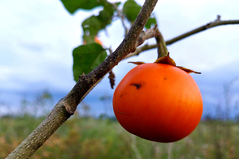 плод хурмы на ветке фото