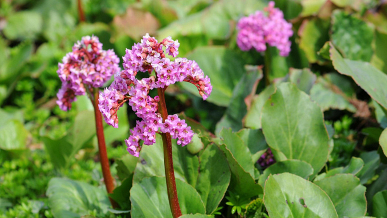 цветы бадана